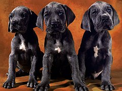 Three Brothers
